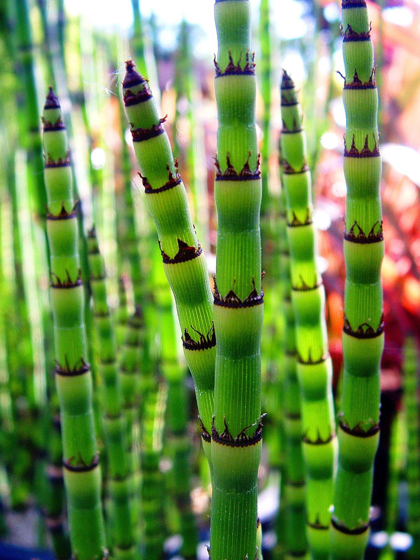 Equisetum hyemale (Dutch rush) - Marginal Pond Plants - MP035