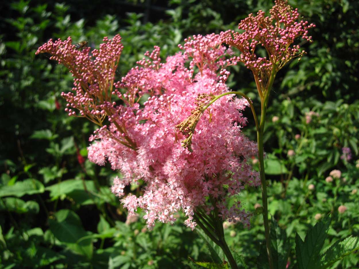 Filipendula rubra 'Venusta Magnifica' - BP039 Packs
