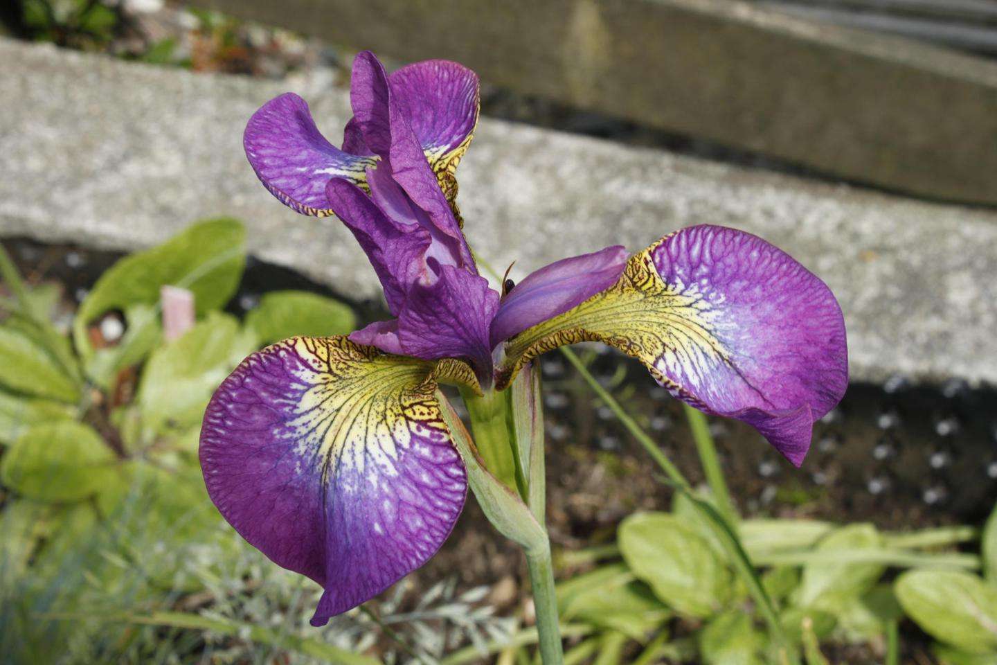 Iris sibirica (Sparkling Rose) - Marginal Pond Plants - BP069