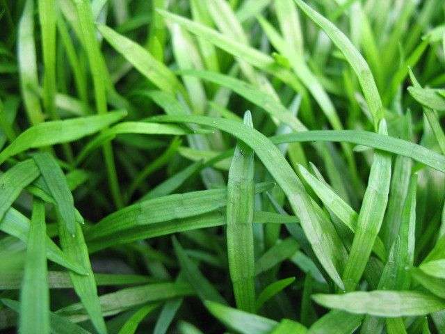 Lilaeopsis brasilensis (Brazilian micro sword) - Marginal Pond Plants - Pond Plants - Water Plants - OX012