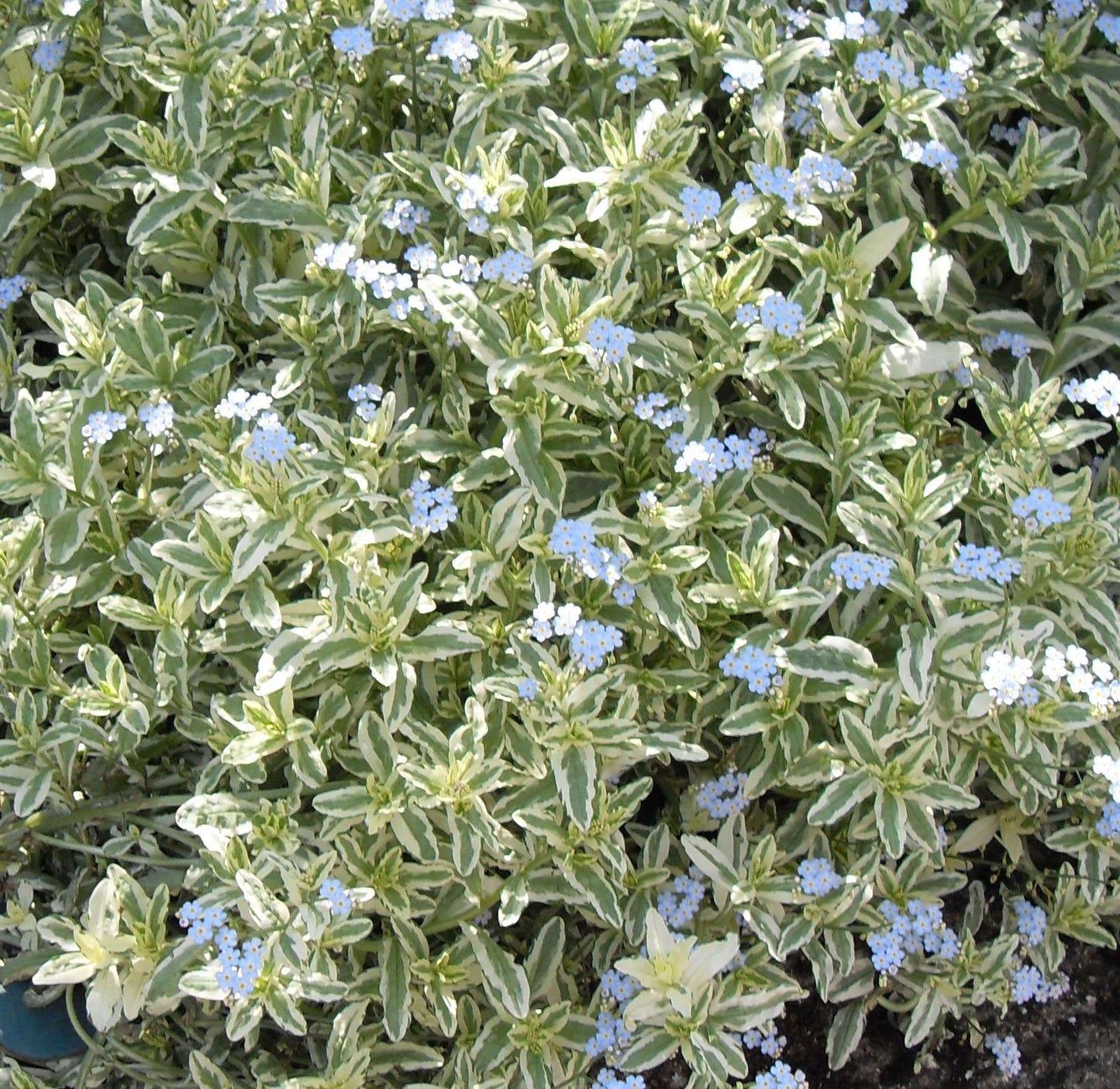 Myosotis scorpiodes variegata - Marginal Pond Plants - BP087A