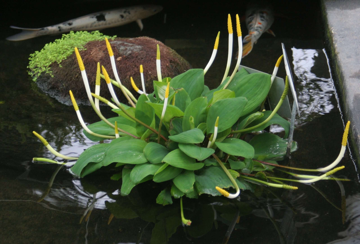 Orontium aquaticum (Golden club) - Marginal Pond Plants - MP086