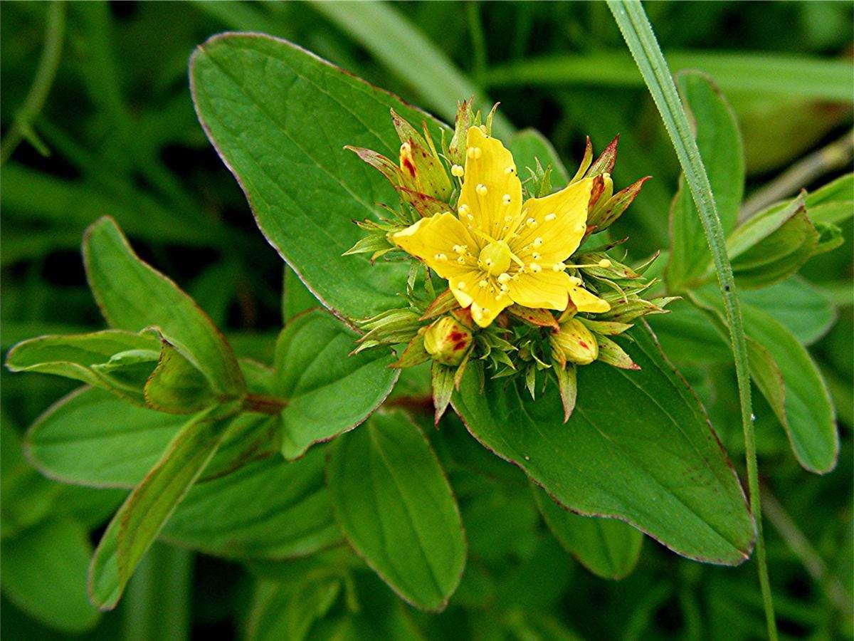 Hypericum perforatum - Marginal Pond Plants - MP047A