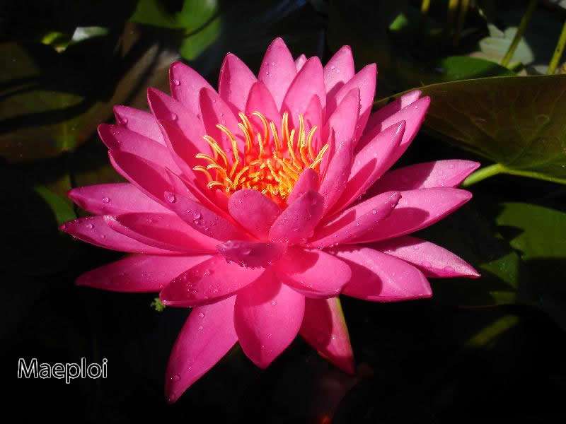 Maeploi (Night Bloom) water lily - pond plants water lilies aquatic plants - tropical Lilly