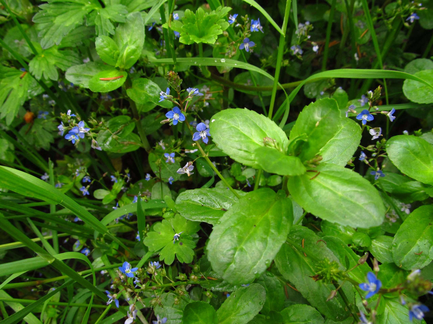 Lincolnshire Pond Plants Native Pack Potted - NNL02