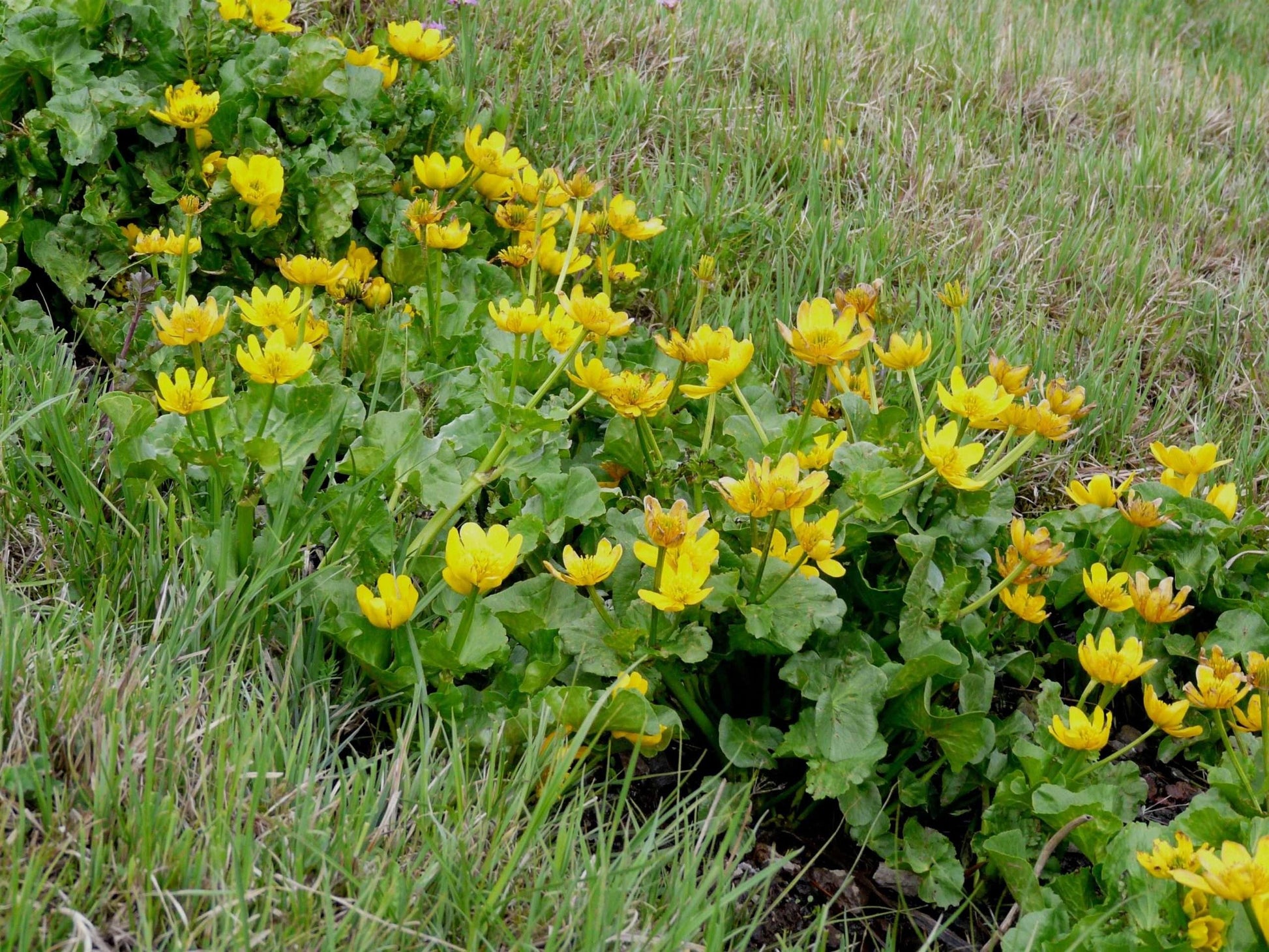 Cluster of bright yellow marsh marigold flowers with green leaves in grassy field