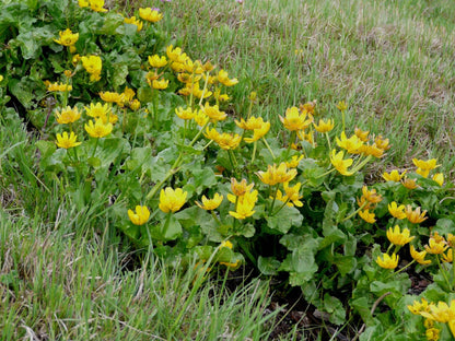 Cluster of bright yellow marsh marigold flowers with green leaves in grassy field