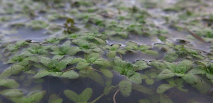 Callitriche (Starwort ) - 1 - 50 Bunch / Oxygenating Pond Water Plants - OX002