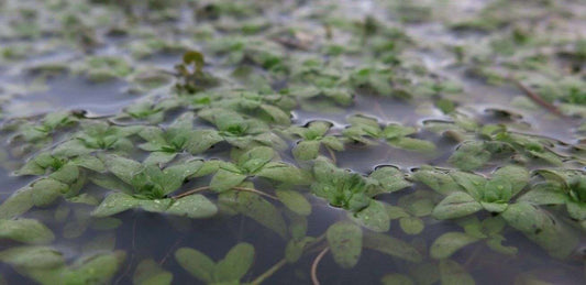 Callitriche (Starwort ) - 1 - 50 Bunch / Oxygenating Pond Water Plants - OX002
