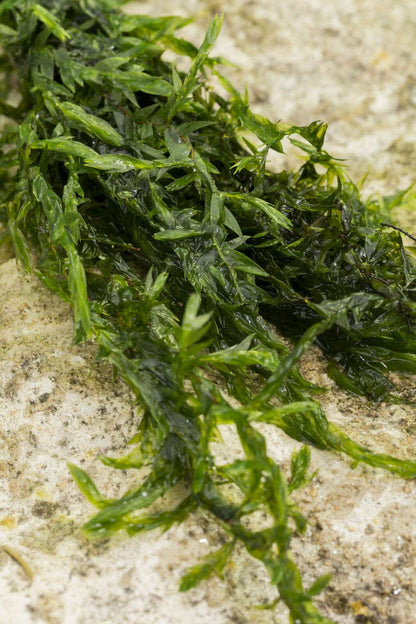 Fontinalis (Willow Moss) - 1 - 50 Bunches / Oxygenating Pond Water Plants - Weighted - OX007