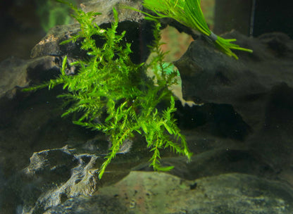 Fontinalis (Willow Moss) - 1 - 50 Bunches / Oxygenating Pond Water Plants - Weighted - OX007