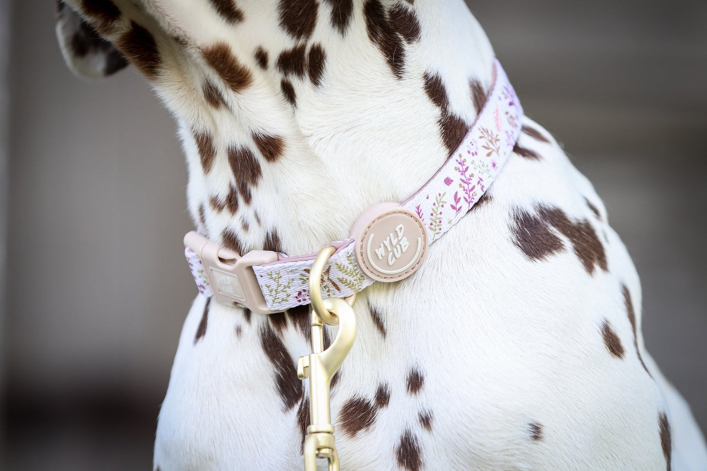 Wyld Cub - Adjustable Dog Collar: Chiswick Oyster