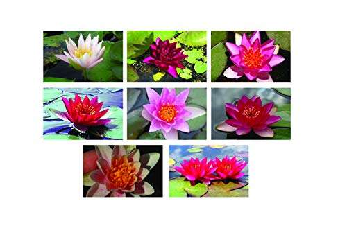 Pot Luck Dwarf/Pygmaea Water Lily - Bareroot - Marginal Pond Plants - Fish or Wildlife Pond and bog Aquatic Plants