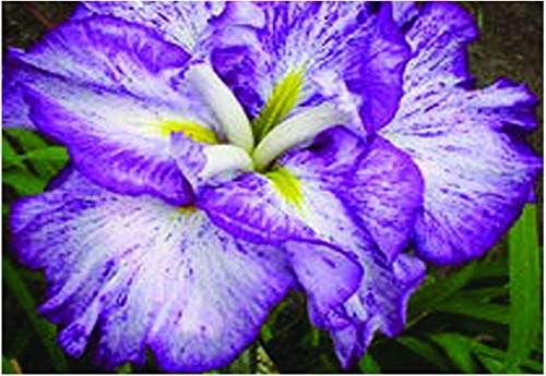 Close-up of vibrant purple and white Iris ensata flower with green leaves background