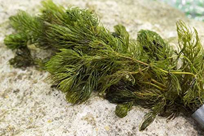 Ceratophyllum (Hornwort) - 1 - 50 Bunches / Oxygenating Pond Water Plants - Weighted - OX003