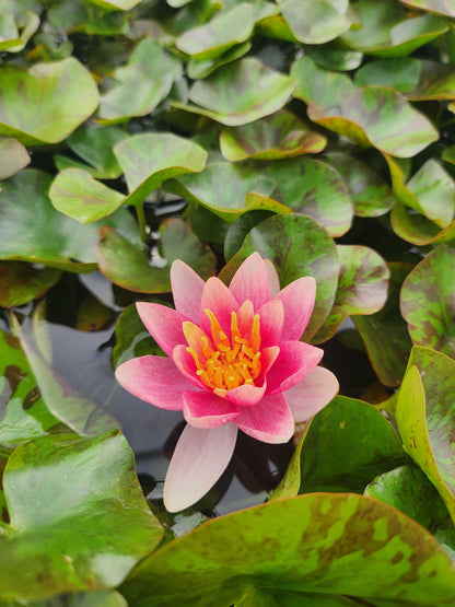 Doll House water lily - pond plants - DW02