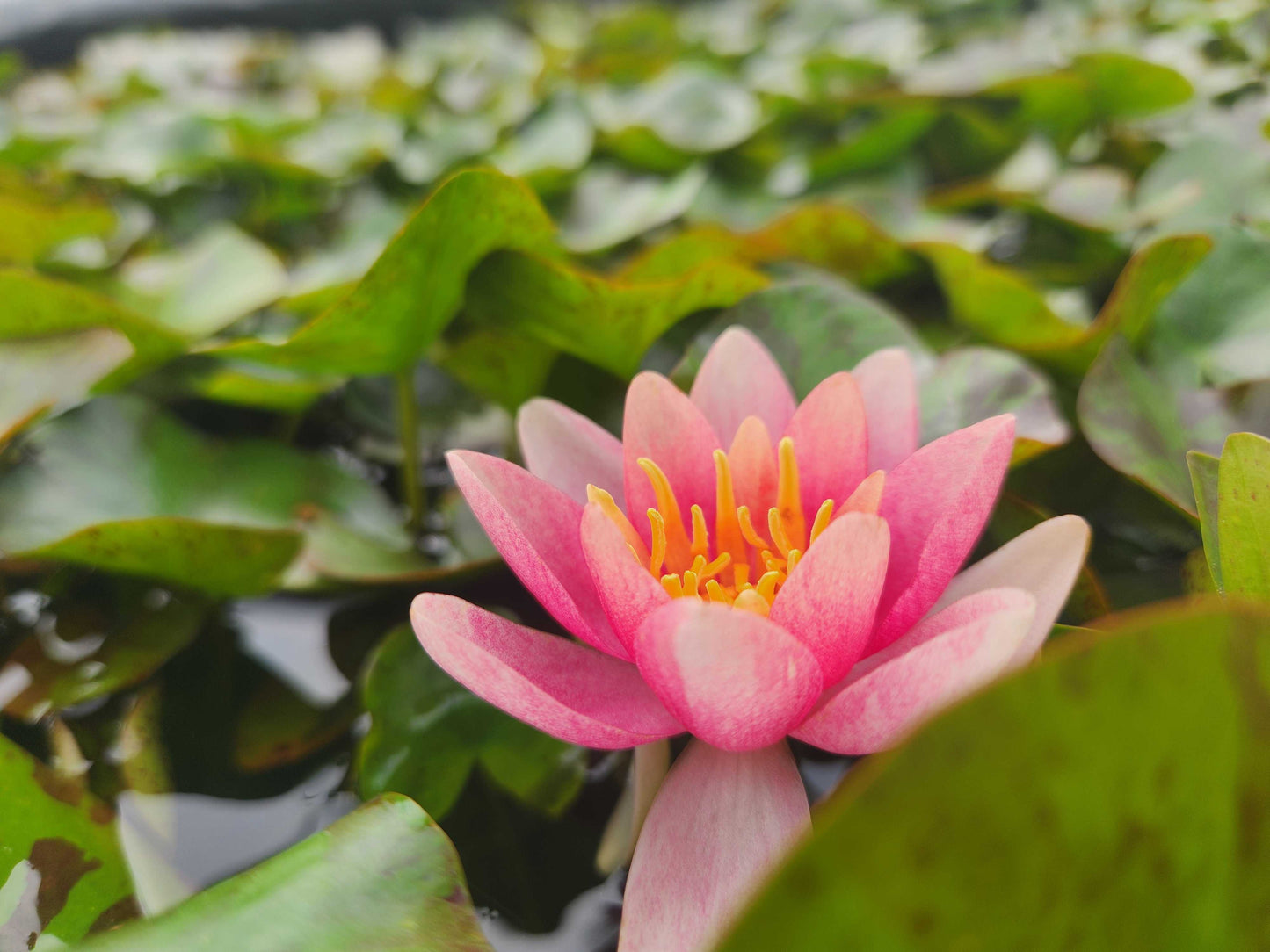 Doll House water lily - pond plants - DW02