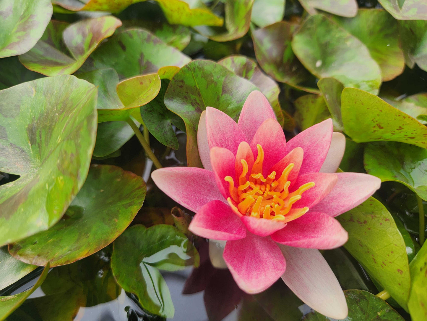 Doll House water lily - pond plants - DW02