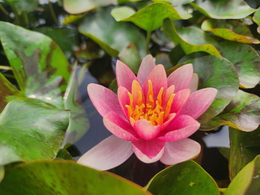 Doll House water lily - pond plants - DW02