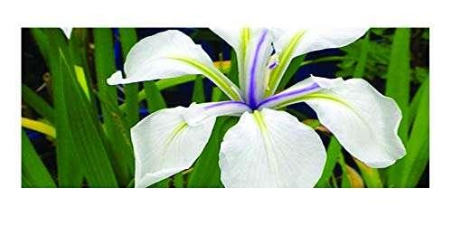 Iris laevigata ‘Snowdrift’ - Marginal Pond Plants - MP049