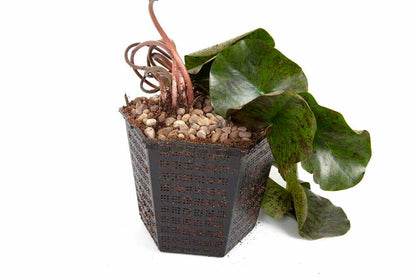 Marliacea Rosea water lily - pond plants - LW15