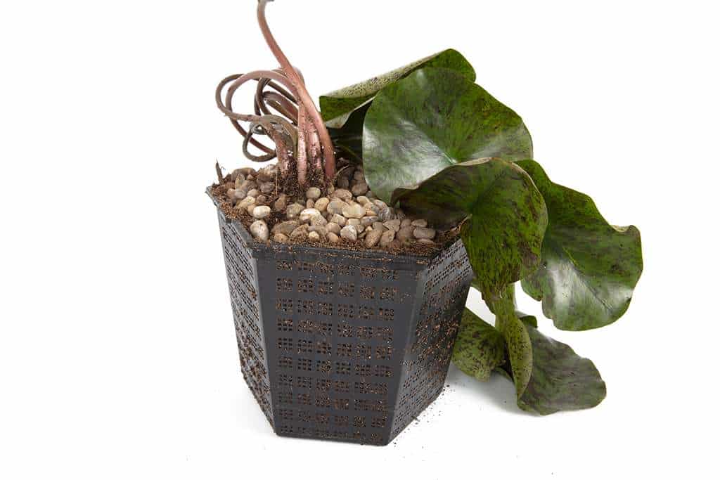 Marliacea Chromatella water lily - pond plants - VLW09