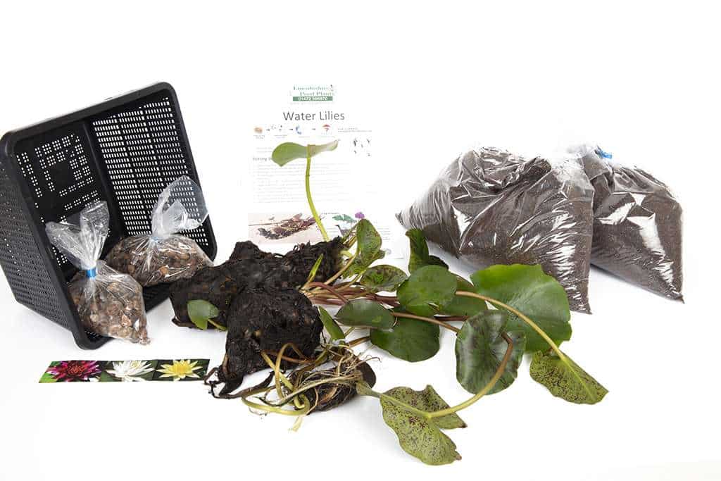 Solfatare water lily - pond plants - MW24