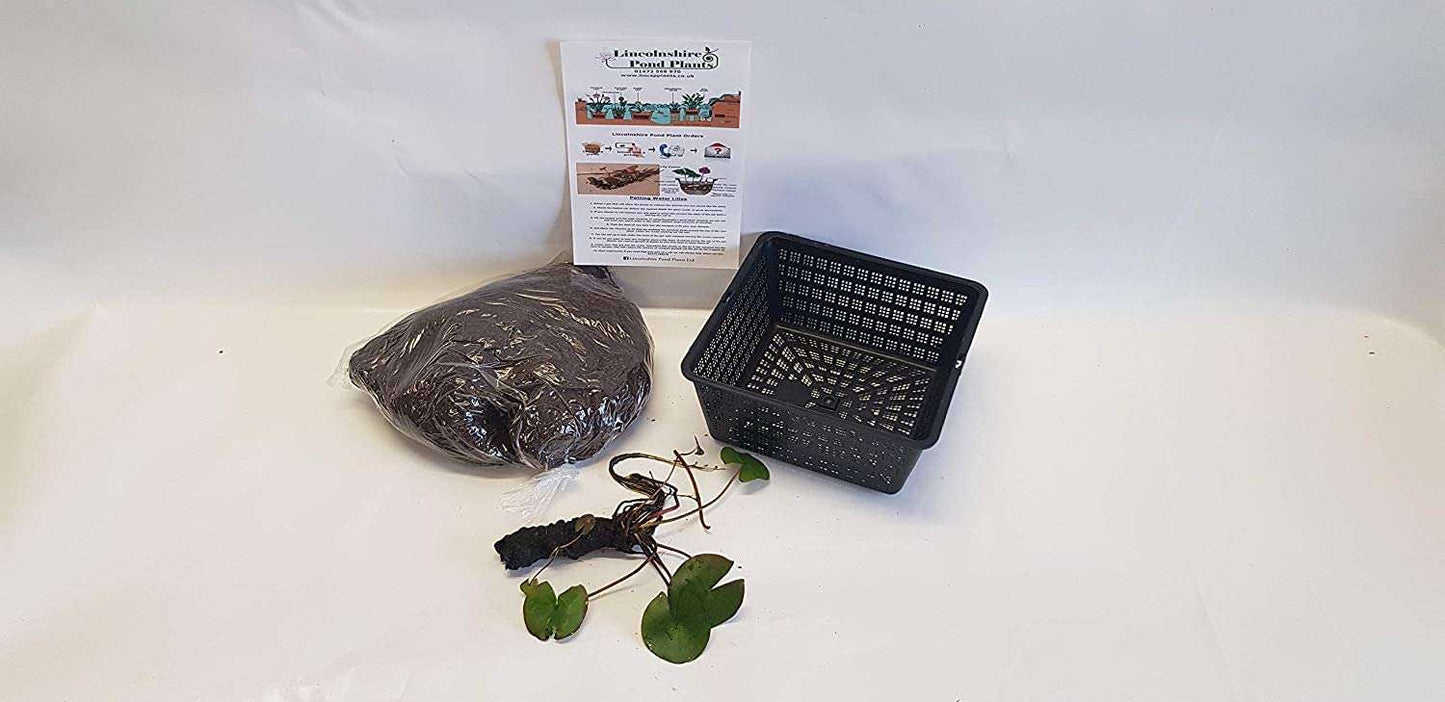 Nymphaea ALBA Water Lily kit - Very Large Water Lilies - bareroot - Fish or Wildlife Pond and bog Aquatic