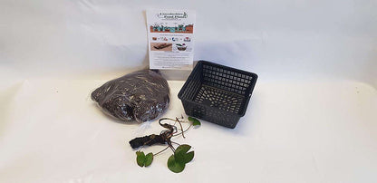 Nymphaea ALBA Water Lily kit - Very Large Water Lilies - bareroot - Fish or Wildlife Pond and bog Aquatic