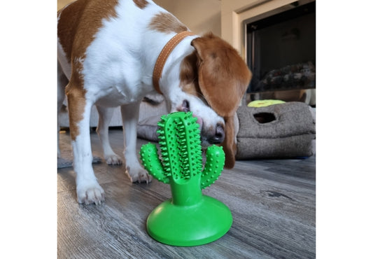 Orva Cactus Toothbrush