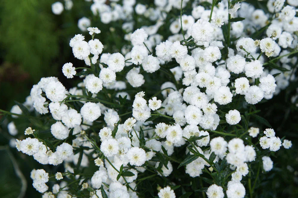 Achillea ptarmica 'The Pearl' - BP001 Packs