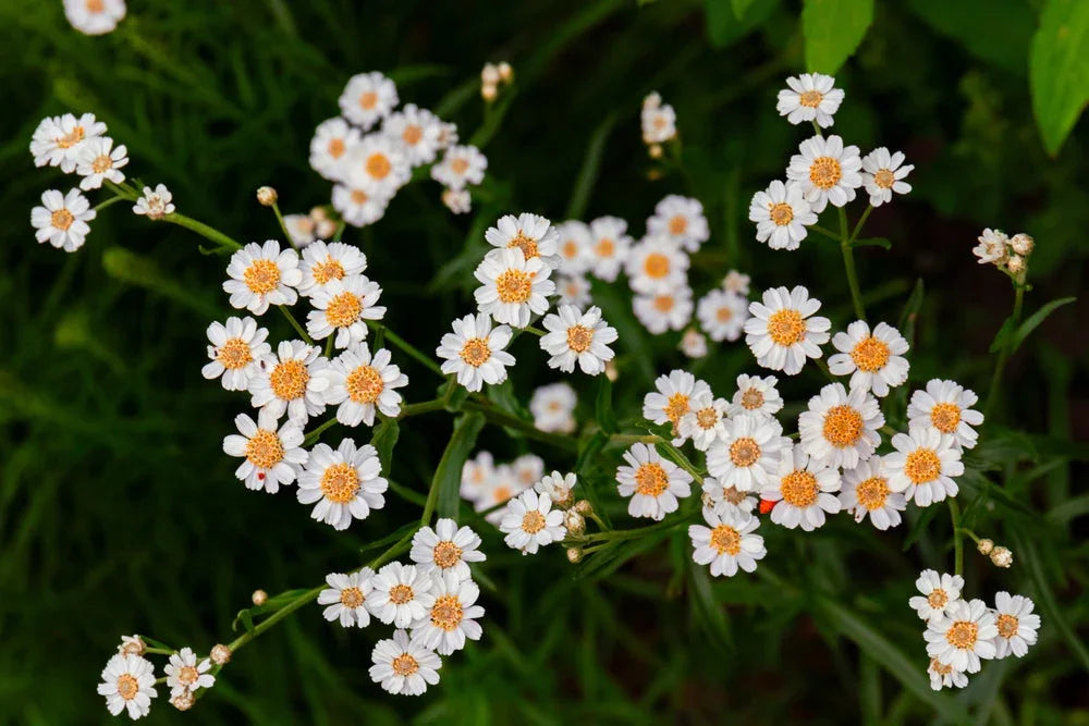 Achillea ptarmica 'The Pearl' - BP001 Packs