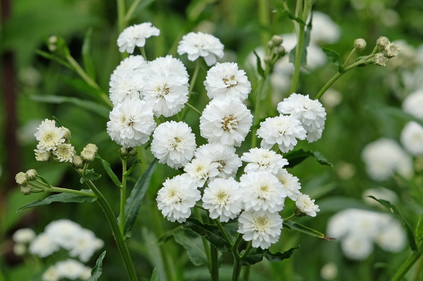 Achillea ptarmica 'The Pearl' - Marginal Pond Plants - BP001