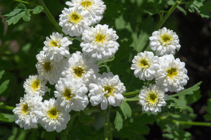 Achillea ptarmica 'The Pearl' - Marginal Pond Plants - BP001