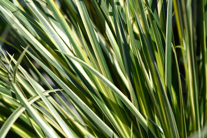Acorus gramineus variegatus (Variegated) - Marginal Pond Plants - MP003