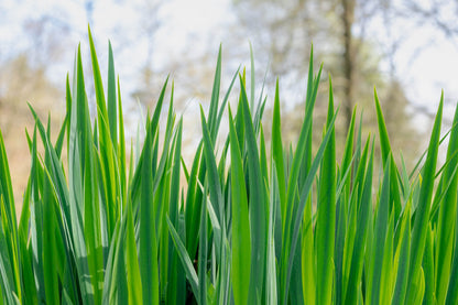 Acorus calamus (Sweet flag) - Marginal Pond Plants - MP001
