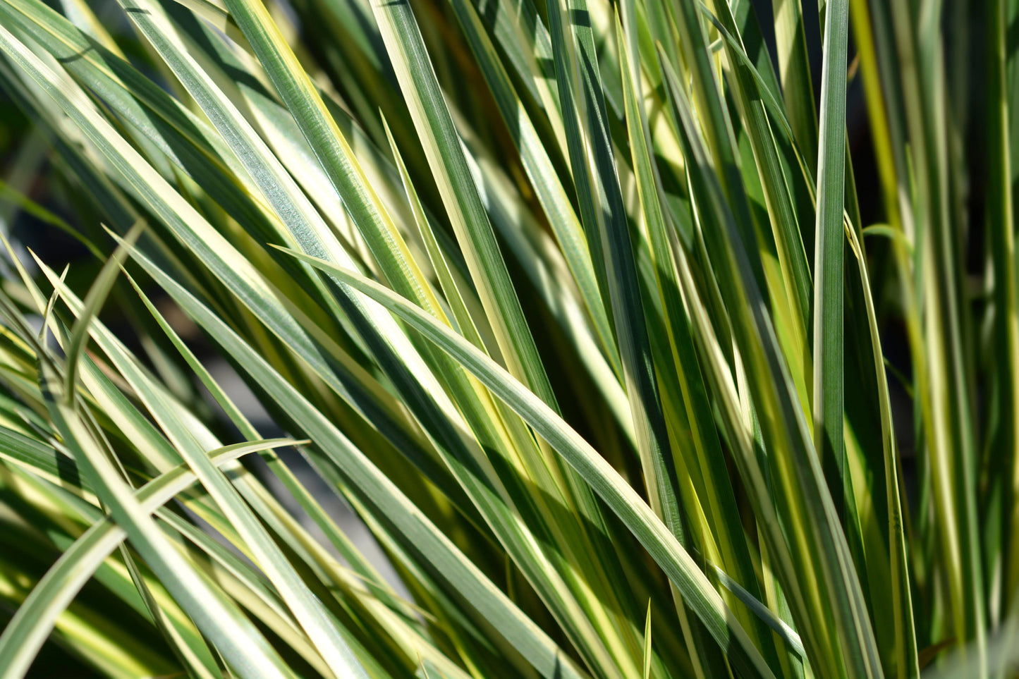 Acorus gramineus variegatus (Variegated slender sweet flag) - MP003 Packs