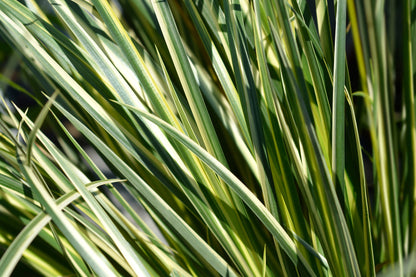 Acorus gramineus variegatus (Variegated slender sweet flag) - MP003 Packs