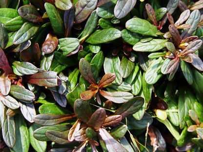 Ajuga reptans 'Chocolate' - BP003A Packs