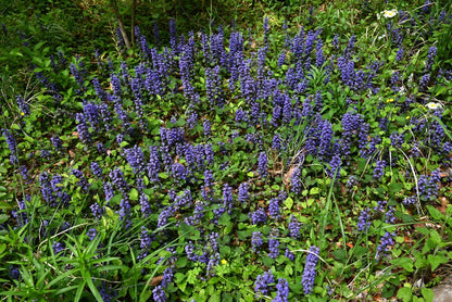 Ajuga Reptans 'Common' - BP002A Packs