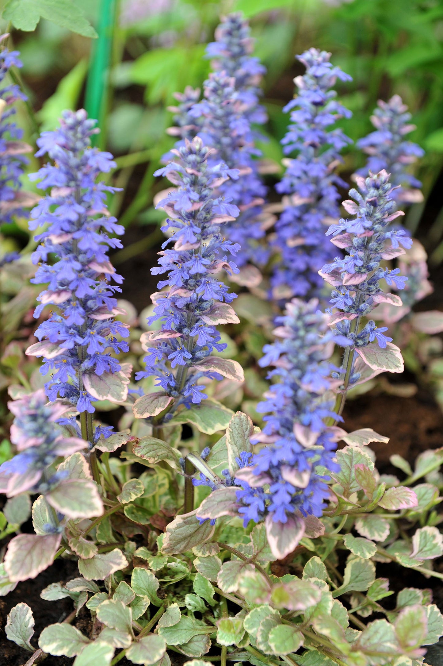 Ajuga Reptans Variegated - Marginal Pond Plants - BP004