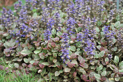 Ajuga Reptans Variegated - Marginal Pond Plants - BP004