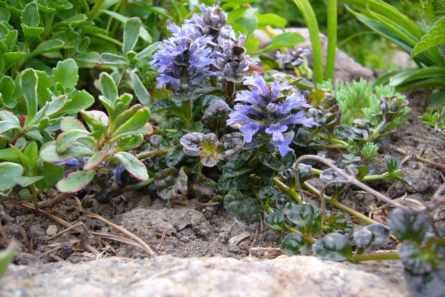 Ajuga pyramidalis 'Metallica Crispa' - Marginal Pond Plants - BP002