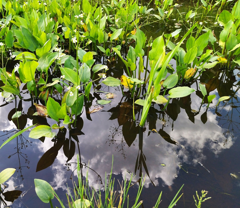 Alisma plantago aquatica (Water plantain) - Marginal Pond Plants - MP008
