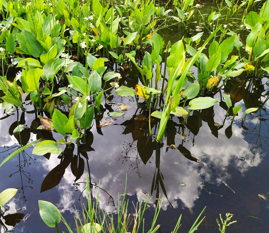 Alisma plantago aquatica (Water plantain) - Marginal Pond Plants - MP008