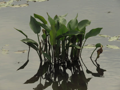 Alisma plantago aquatica (Water plantain) - Marginal Pond Plants - MP008