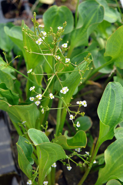 Alisma parviflorum (American Plantain) - Marginal Pond Plants - MP007