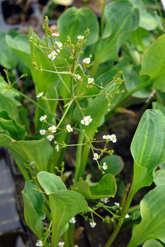 Alisma parviflorum (American Plantain) - Marginal Pond Plants - MP007