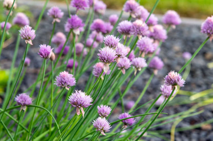 Allium schoenoprasum (Chives) - Marginal Pond Plants - BP005