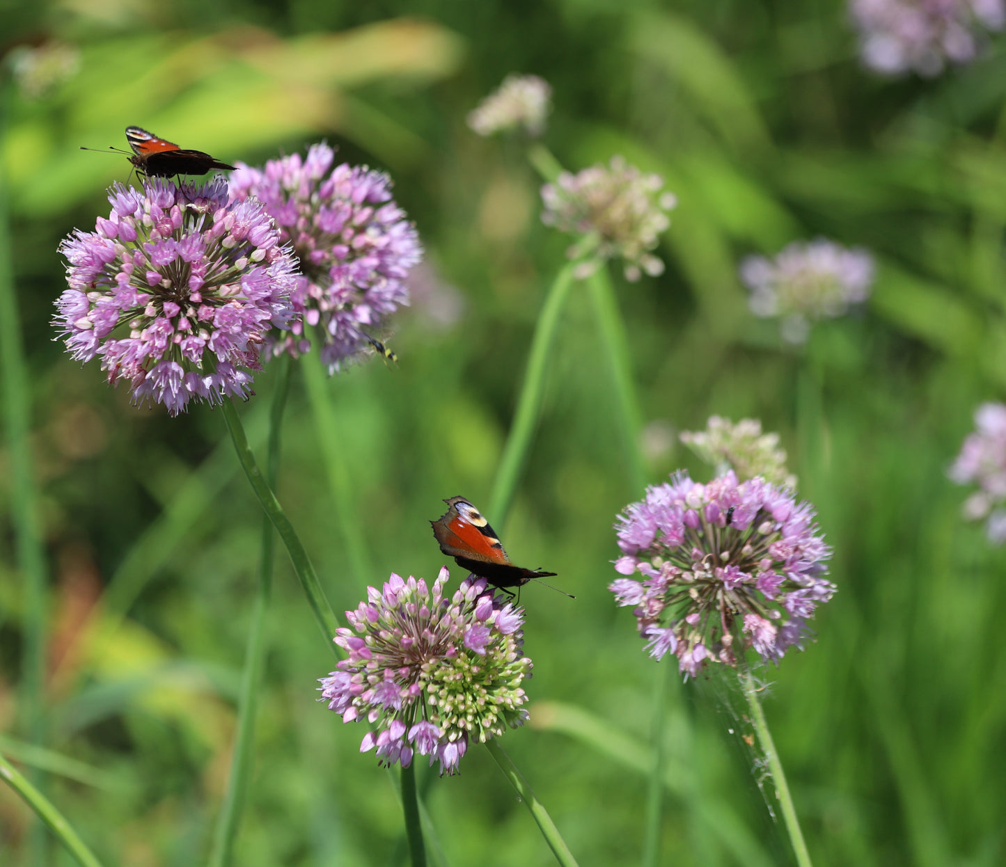 Allium angulosum (Chives) - Marginal Pond Plants - BP005A